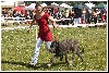  - Handling Irish Wolfhound à Lillers